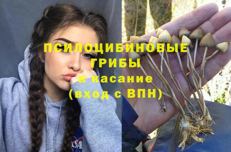 Галлюциногенные грибы Psilocybe  купить  сайты  Красноперекопск 